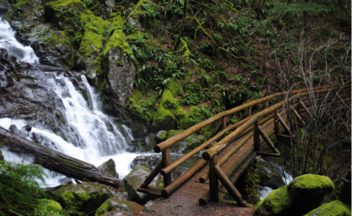 A wooden bridge crosses a stream surrounded by lush greenery and moss-covered rocks in a serene forest setting.