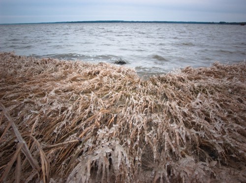 A shoreline with brown grass covered in ice, meeting a calm, gray body of water under a cloudy sky.