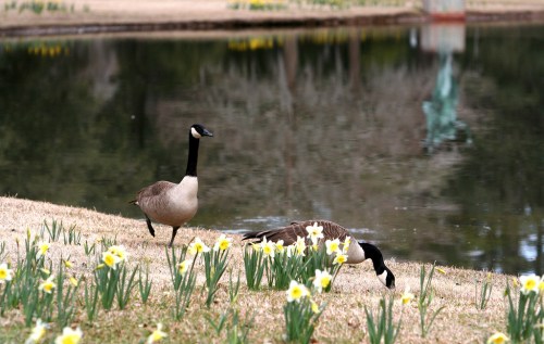 Two Canada geese near a pond, surrounded by blooming daffodils on a grassy bank.