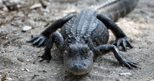 A close-up of a black alligator resting on the ground, showcasing its textured skin and powerful limbs.