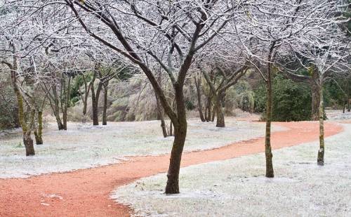 A snowy landscape with bare trees lining a winding path through a serene park.