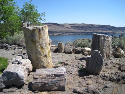 Petrified wood logs scattered near a calm lake, with hills in the background under a clear blue sky.