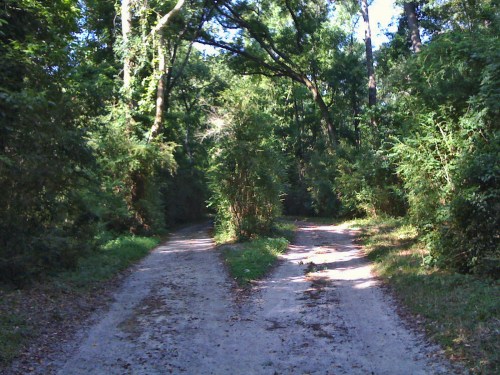 A dirt path splits into two, surrounded by lush greenery and trees in a serene forest setting.