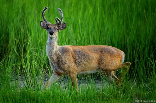 A deer with antlers stands among tall green grass, looking curiously at the viewer.