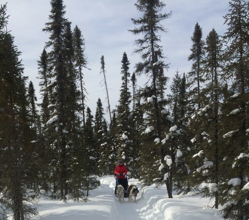 A person in a red jacket walks two dogs along a snowy trail surrounded by tall evergreen trees.