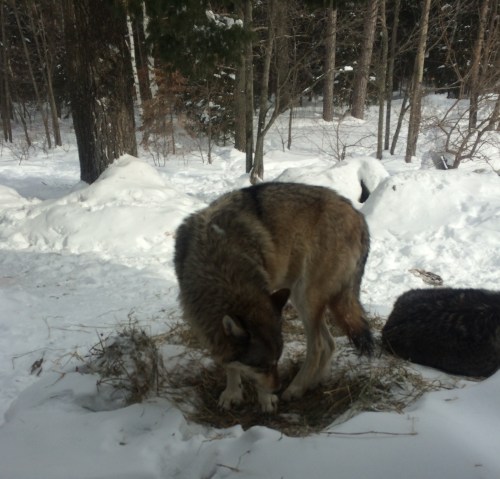 A wolf stands on snow-covered ground, sniffing at a patch of grass among trees in a winter landscape.