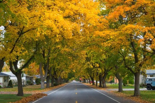 A tree-lined street in autumn, with vibrant yellow leaves creating a canopy over the road.