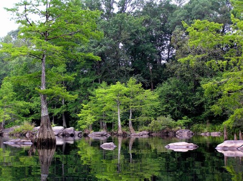 Lush green trees reflect in calm water, with rocks visible in the serene landscape of a forested area.