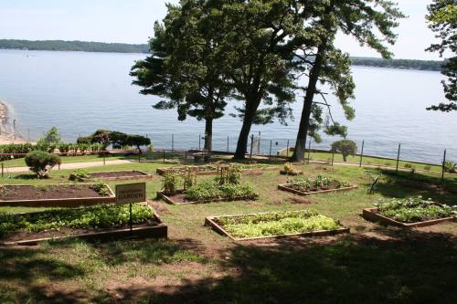A serene lakeside garden with raised beds, trees, and a clear blue sky in the background.