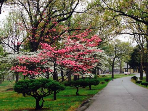 A serene park scene featuring blooming pink and white trees along a winding path surrounded by lush greenery.