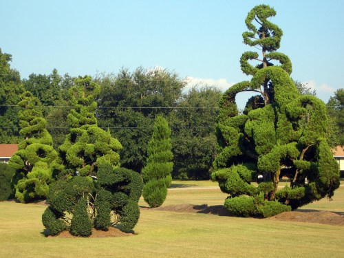 Two uniquely shaped, manicured trees stand in a grassy field under a clear blue sky.