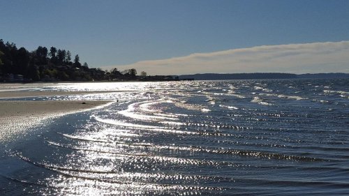 A serene beach scene with gentle waves reflecting sunlight under a clear blue sky. Trees line the shore in the background.