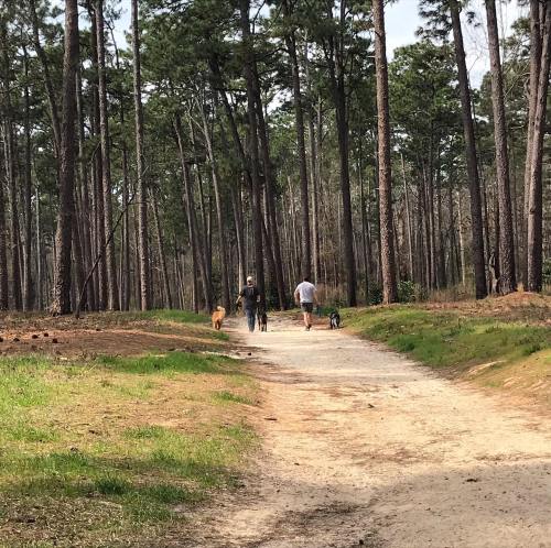 Two people walk dogs along a sandy path in a forested area with tall trees.