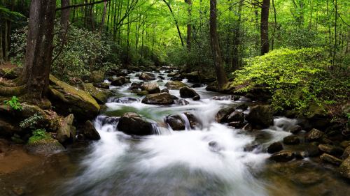 A serene forest stream flows over rocks, surrounded by lush green trees and vibrant foliage.