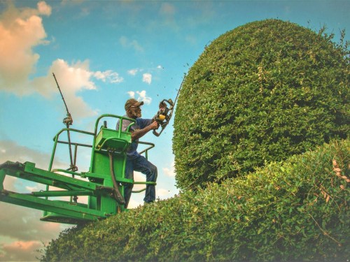 A worker trims a large hedge using a power tool while elevated on a green platform against a blue sky.