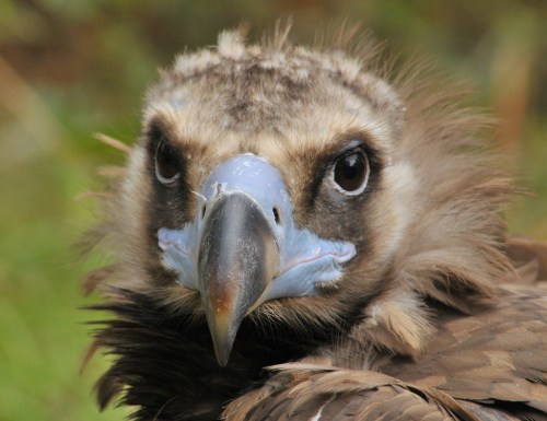 Close-up of a vulture with a distinctive blue beak and intense gaze, surrounded by soft, blurred greenery.