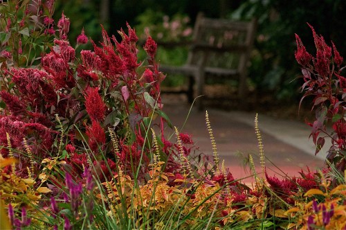 A vibrant garden filled with red and orange flowers, with a wooden bench visible in the background.