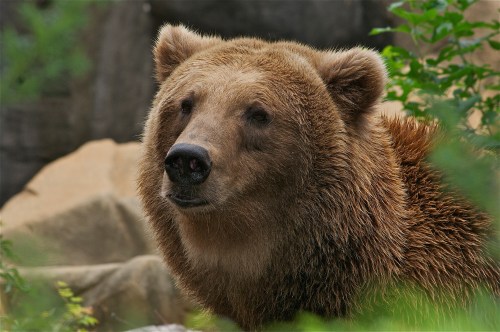 A close-up of a brown bear's face, surrounded by greenery and rocky terrain.