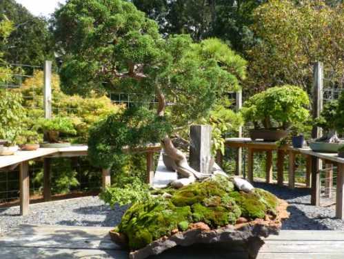 A lush bonsai tree on a moss-covered rock, surrounded by other bonsai plants in a serene garden setting.