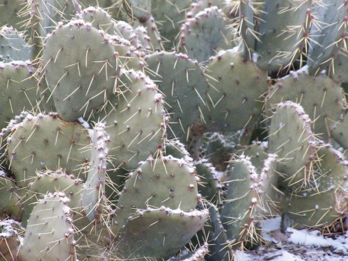 A dense cluster of prickly pear cacti covered with a light dusting of snow.
