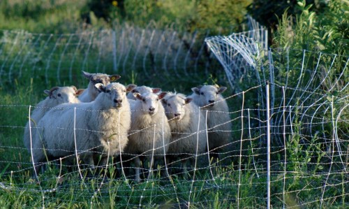 A group of sheep standing near a fence in a grassy field.