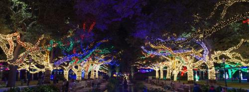 A vibrant display of colorful Christmas lights adorning trees along a pathway at night.