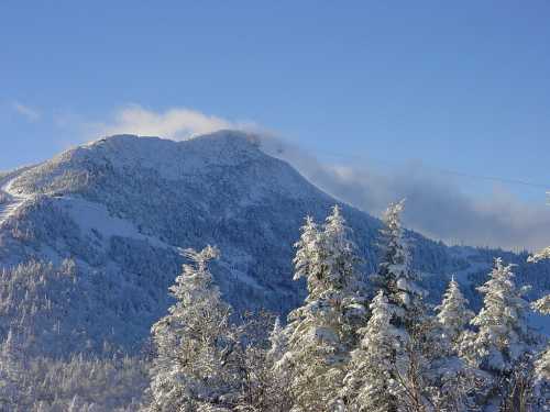 Snow-covered mountain peak under a clear blue sky, surrounded by frosted evergreen trees.