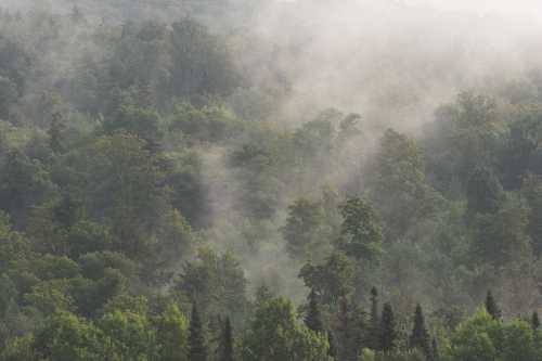 A misty forest landscape with dense trees and soft fog enveloping the greenery.