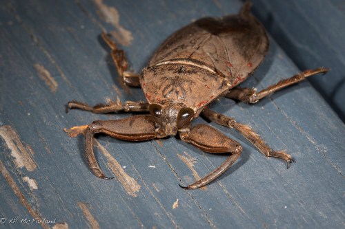 A close-up of a brown aquatic insect with large eyes and prominent pincers on a textured surface.
