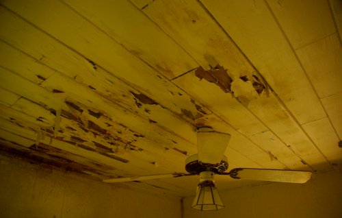 Peeling paint on a ceiling with a ceiling fan, illuminated in a yellowish light.