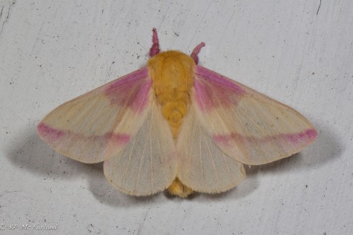 A pale moth with yellow and pink markings resting on a white surface.