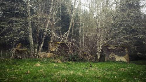Ruins of stone walls partially covered by trees and moss, surrounded by a grassy area and dense forest.