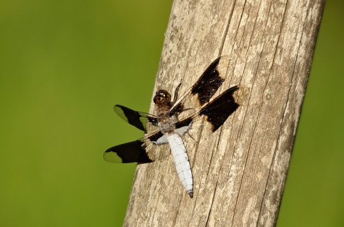 A dragonfly with black and white wings perched on a wooden post against a green background.