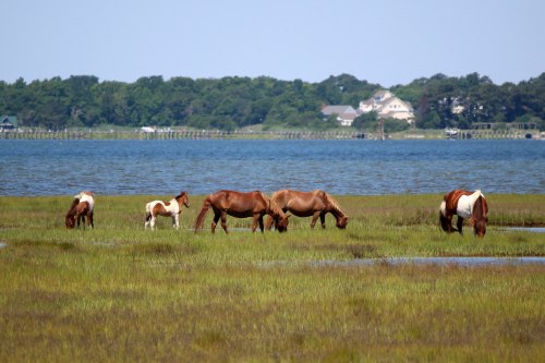 Wild horses grazing in a lush green marshland near a calm blue water body and distant houses.