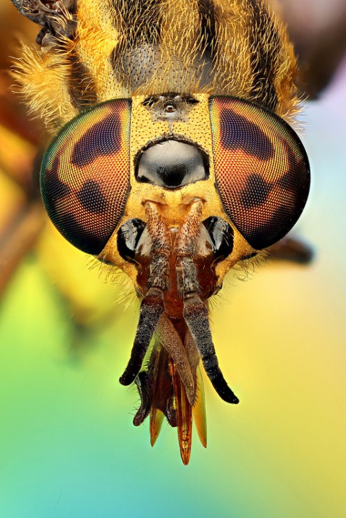 Close-up of a bee's face, showcasing its large, colorful eyes and intricate facial features against a vibrant background.