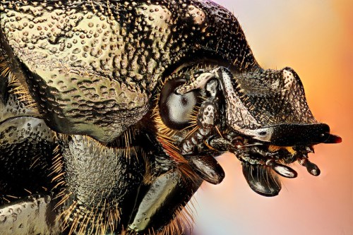 Close-up of a beetle's head, showcasing intricate textures and details on its shiny surface.