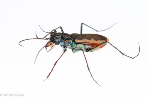 Close-up of a colorful insect with iridescent body and long legs, set against a white background.