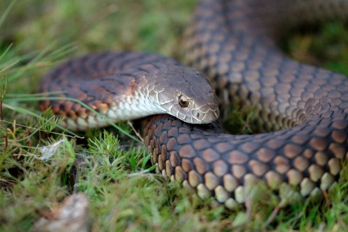 A close-up of a snake resting on green grass, showcasing its patterned scales and alert expression.