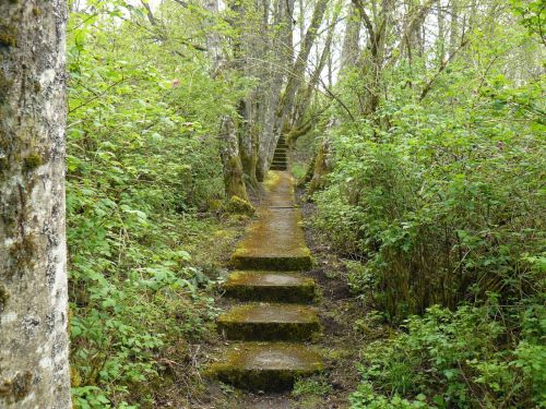 A moss-covered stone path leads through a lush, green forest with trees and shrubs on either side.