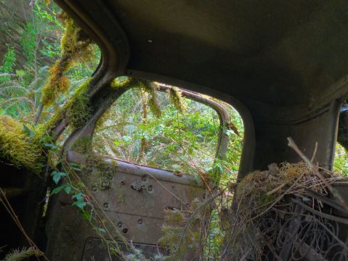 Interior of an abandoned car overgrown with moss and plants, surrounded by dense greenery.
