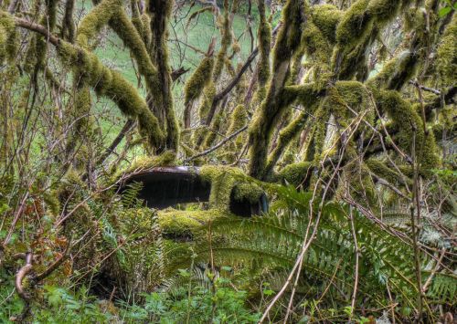 An overgrown, moss-covered car is hidden among dense greenery and twisted branches in a forested area.