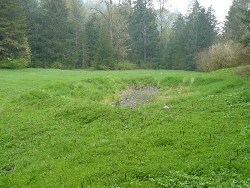 A grassy clearing surrounded by trees, featuring a shallow depression in the ground.