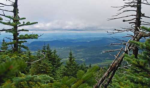 A panoramic view of lush green mountains and valleys under a cloudy sky, framed by evergreen trees in the foreground.