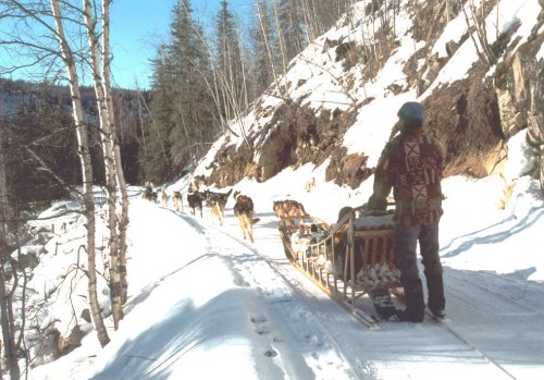 A person stands with a dog sled on a snowy trail, surrounded by trees and a team of dogs pulling the sled.