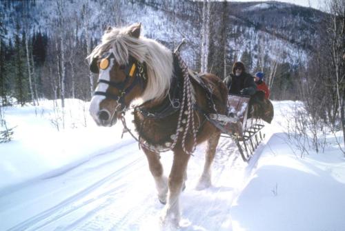A horse pulls a sled through snowy terrain, with two people seated in the sled and trees in the background.