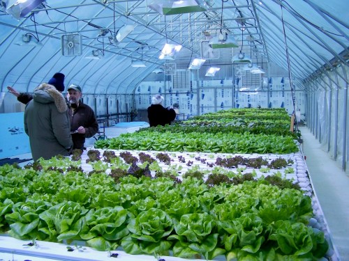 Two people converse in a greenhouse filled with rows of vibrant green and purple lettuce.