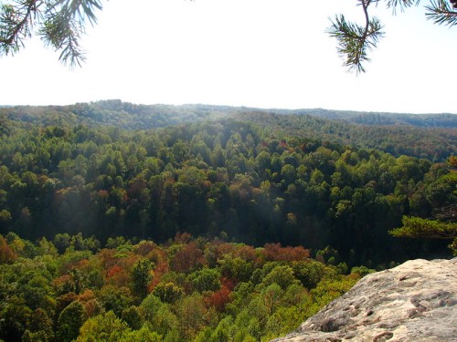 A panoramic view of a lush green forest with hints of autumn colors under a bright sky.