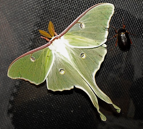 A large green moth with distinctive markings rests on a mesh surface, alongside a small dark beetle.
