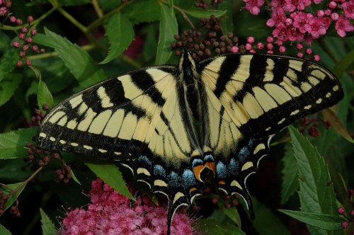 A large yellow and black butterfly with blue accents resting on pink flowers amidst green leaves.