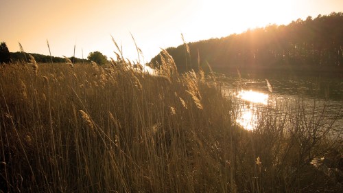 Sunset over a tranquil river, with tall grasses swaying gently in the foreground and trees lining the opposite bank.